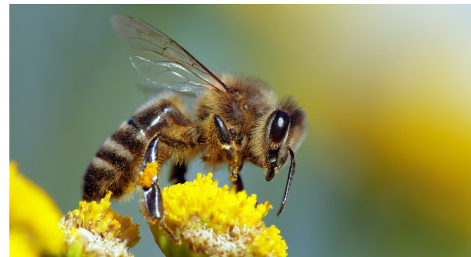 پیشرفت در هوش مصنوعی با زنبور عسل!