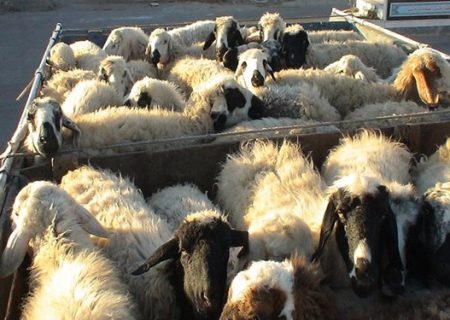 اولین مرحله طرح مقابله با سارقان احشام اجرا شد