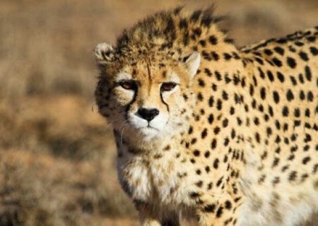 رییس کل دادگستری سمنان: طرح جامع برای حفاظت از یوز آسیایی تدوین شود