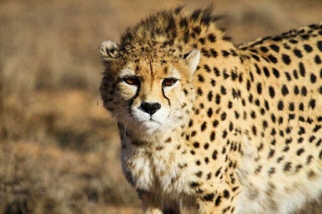 رییس کل دادگستری سمنان: طرح جامع برای حفاظت از یوز آسیایی تدوین شود