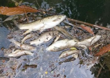 اکوسیستم آبزیان رودخانه کرج متحمل خسارت شد