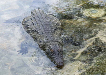 سیل در چین بیش از ۷۰ تمساح را فراری داد