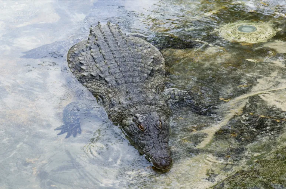 سیل در چین بیش از ۷۰ تمساح را فراری داد