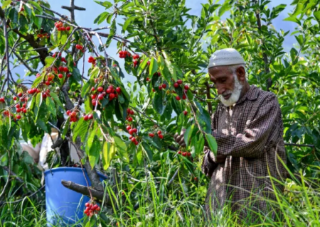 دو برابر شدن جمعیت سالمندان تا سال ۲۰۵۰