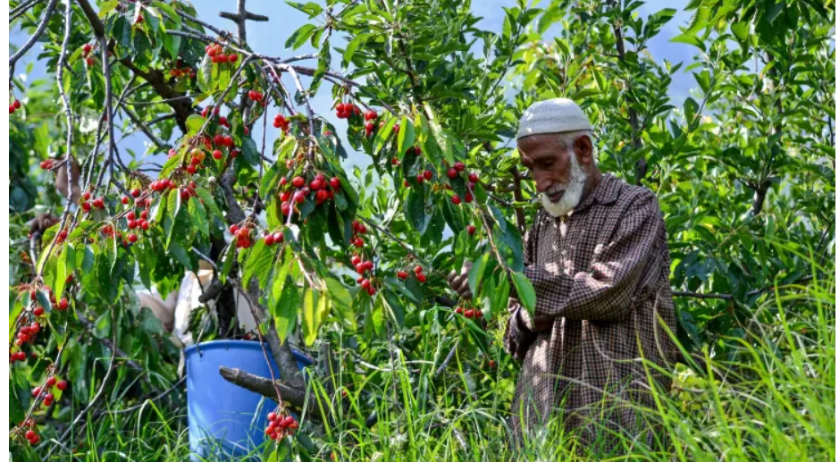 دو برابر شدن جمعیت سالمندان تا سال ۲۰۵۰