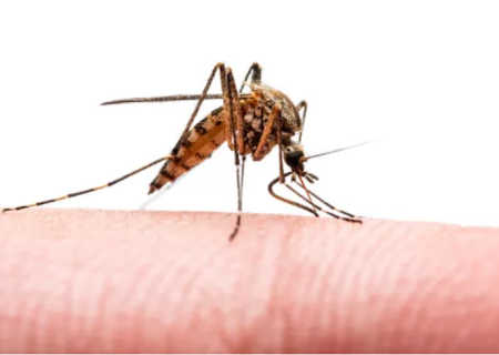 تولید و تایید اولین واکسن ویروس چیکونگونیا