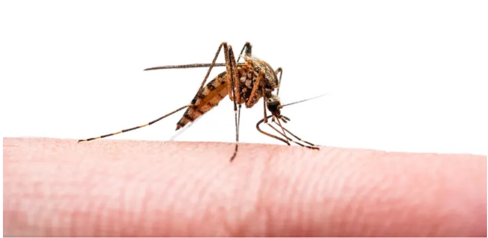 تولید و تایید اولین واکسن ویروس چیکونگونیا