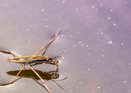 سریعترین و کوچکترین ربات های جهان