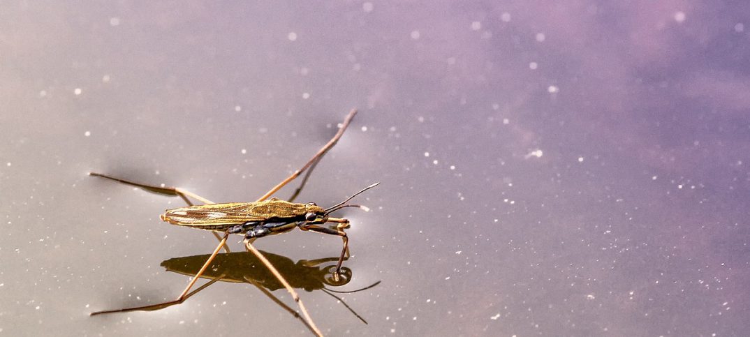 سریعترین و کوچکترین ربات های جهان