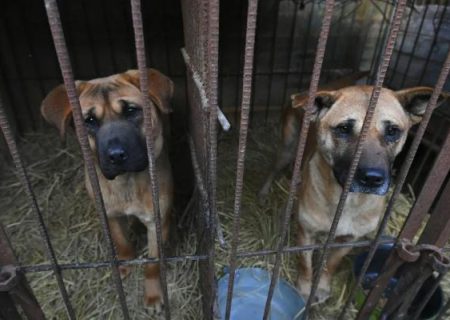 ممنوعیت مصرف گوشت سگ در کره جنوبی