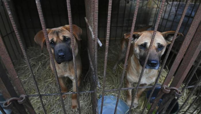 ممنوعیت مصرف گوشت سگ در کره جنوبی