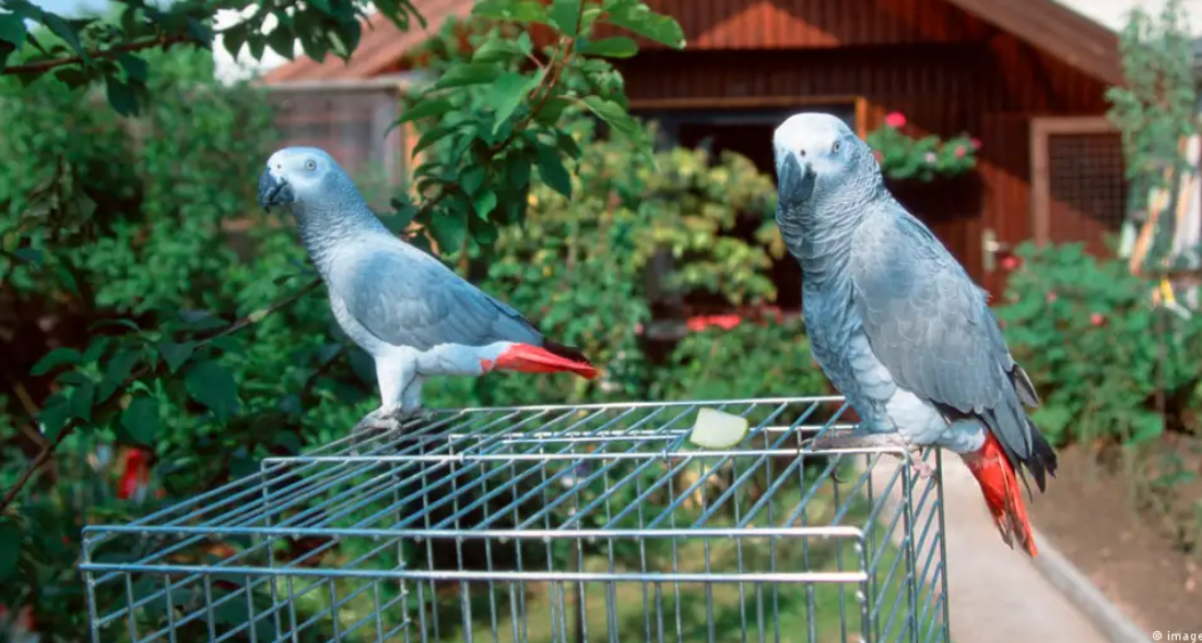 صحبت کردن با حیوانات به کمک هوش مصنوعی