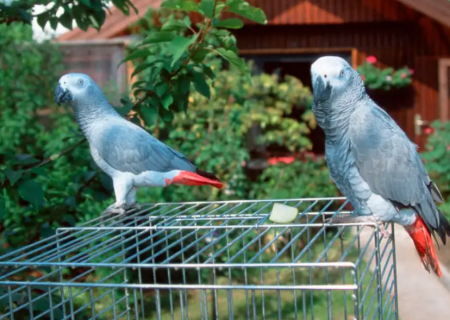 صحبت کردن با حیوانات به کمک هوش مصنوعی