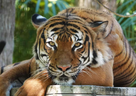 گربه‌های بزرگ می‌توانند صدای آشنا و غیر آشنای انسان را تشخیص دهند!