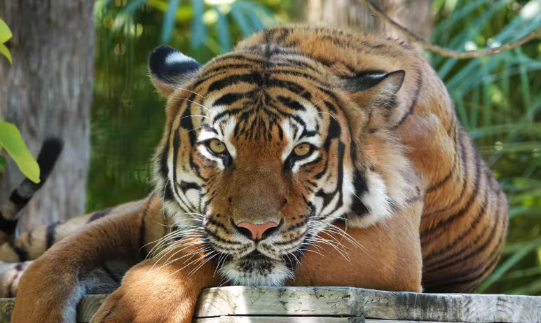 گربه‌های بزرگ می‌توانند صدای آشنا و غیر آشنای انسان را تشخیص دهند!