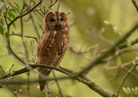 تجزیه و تحلیل صدای پرندگان با استفاده از هوش مصنوعی