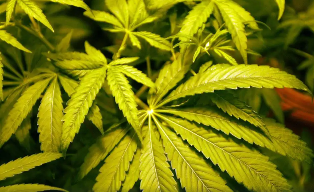 مصرف ماریجوانا و ارتباط آن با افزایش اشتها