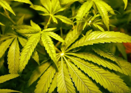 مصرف ماری‌جوانا و ارتباط آن با افزایش اشتها