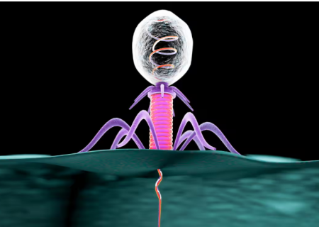 کاهش استرس به کمک ویروس هایی که در روده انسان زندگی می کنند