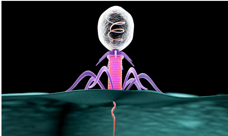 کاهش استرس به کمک ویروس هایی که در روده انسان زندگی می کنند