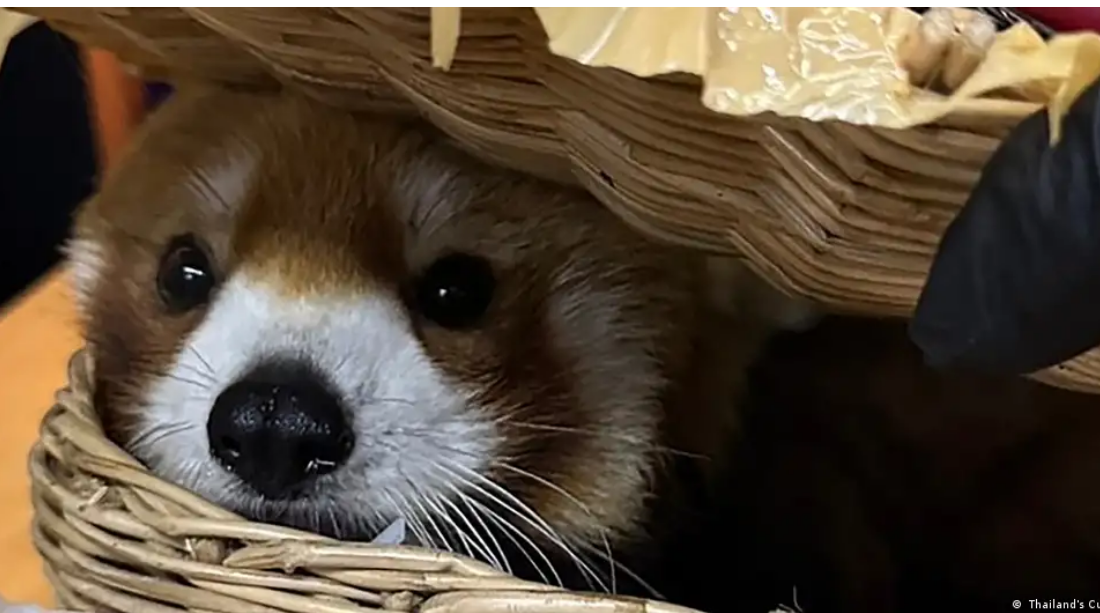 تایلند: قاچاق مارمولک، مار و پاندای قرمز