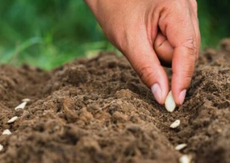  نوری‌ قزلجه : ایران قدرت صادر کردن بذرهای هیبریدی در منطقه را دارد