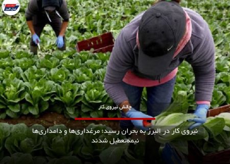 نیروی کار در البرز به بحران رسید؛ مرغداری‌ها و دامداری‌ها نیمه‌تعطیل شدند
