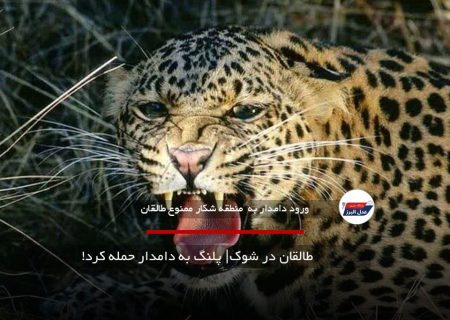 طالقان در شوک| پلنگ به دامدار حمله کرد!