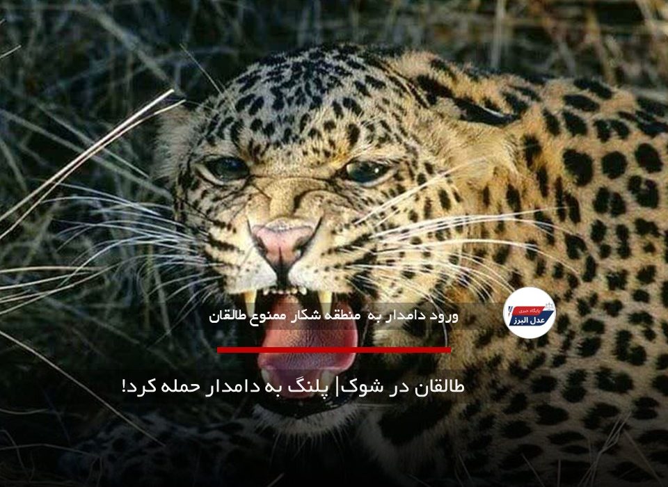طالقان در شوک| پلنگ به دامدار حمله کرد!