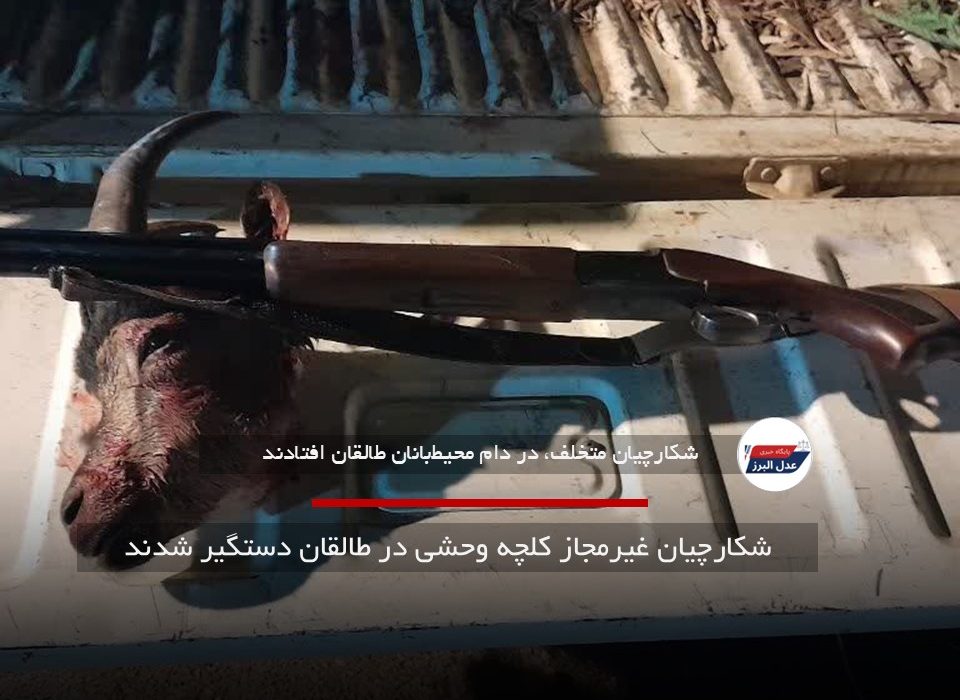 شکارچیان غیرمجاز کلچه وحشی در طالقان دستگیر شدند