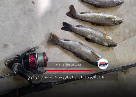 قزل‌آلای خال‌قرمز قربانی صید غیرمجاز در کرج
