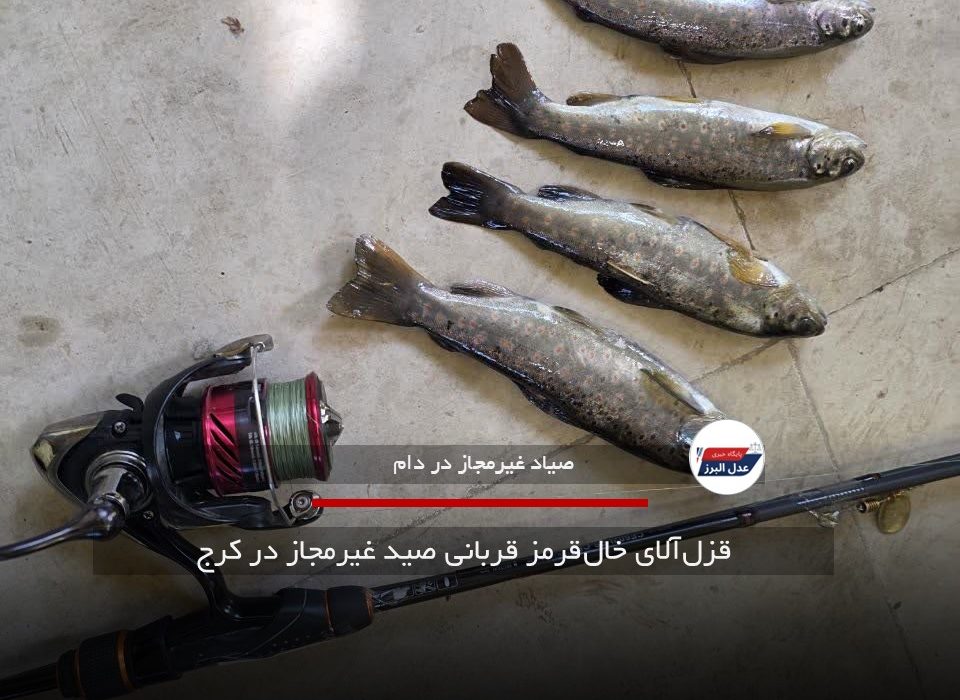 قزل‌آلای خال‌قرمز قربانی صید غیرمجاز در کرج