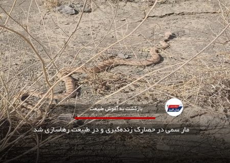 مار سمی در حصارک زنده‌گیری و در طبیعت رهاسازی شد