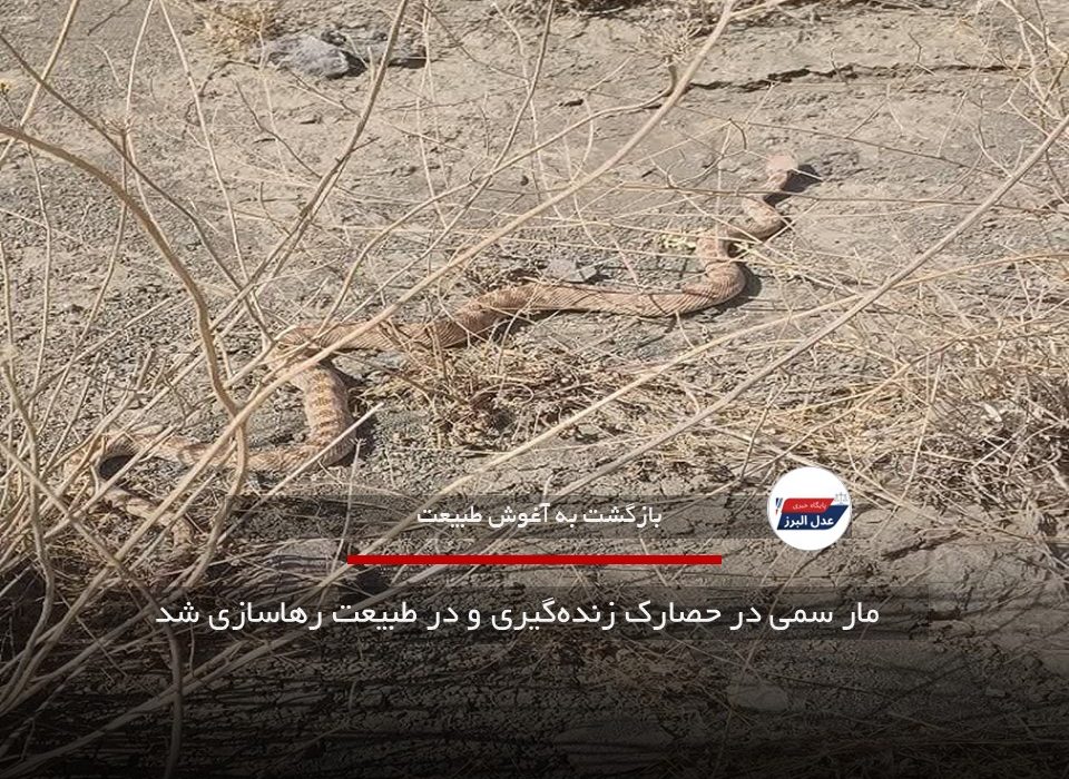 مار سمی در حصارک زنده‌گیری و در طبیعت رهاسازی شد
