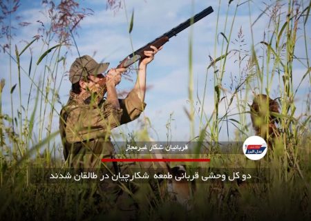 دو کل وحشی قربانی طمعه شکارچیان در طالقان شدند