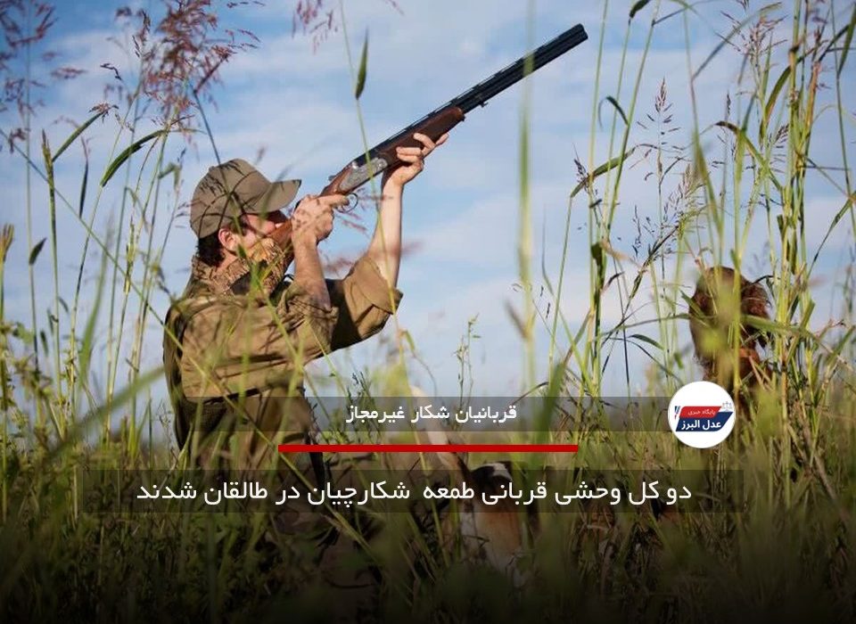دو کل وحشی قربانی طمعه شکارچیان در طالقان شدند