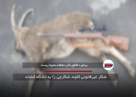 شکار غیرقانونی کلچه، شکارچی را به دادگاه کشاند