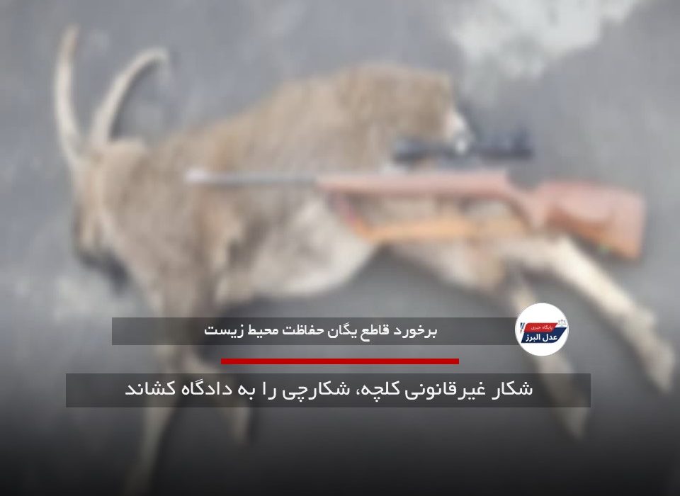 شکار غیرقانونی کلچه، شکارچی را به دادگاه کشاند