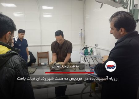 روباه آسیب‌دیده در  فردیس به همت شهروندان نجات یافت