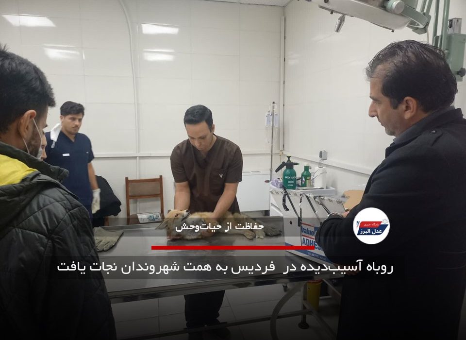 روباه آسیب‌دیده در  فردیس به همت شهروندان نجات یافت