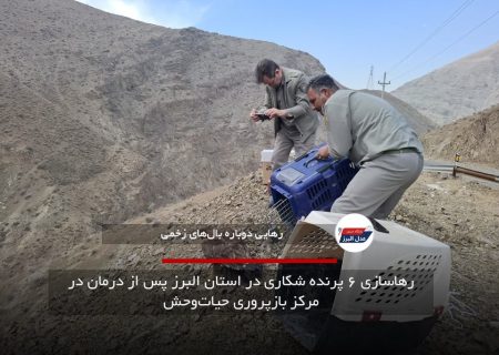 رهاسازی ۶ پرنده شکاری در استان البرز پس از درمان در مرکز بازپروری حیات‌وحش