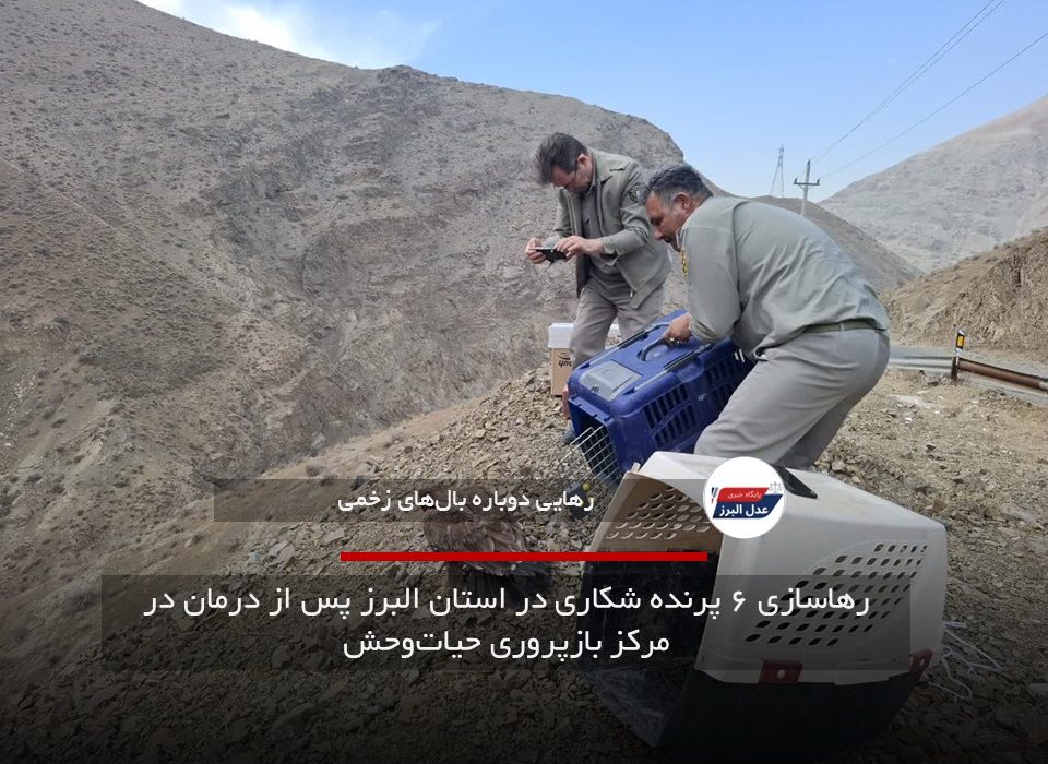 رهاسازی ۶ پرنده شکاری در استان البرز پس از درمان در مرکز بازپروری حیات‌وحش