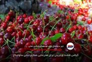 گیلاس فشند ویترینی برای هنرنمایی صنایع‌دستی ساوجبلاغ