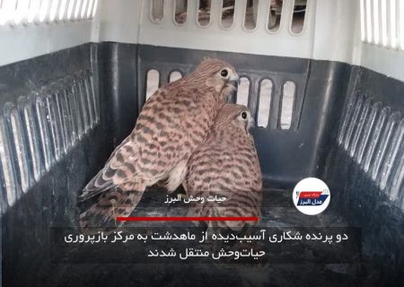 دو پرنده شکاری آسیب‌دیده از ماهدشت به مرکز بازپروری حیات‌وحش منتقل شدند