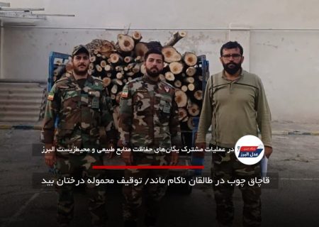 قاچاق چوب در طالقان ناکام ماند/ توقیف محموله درختان بید